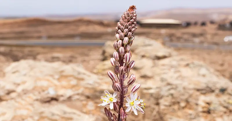 La Gamonilla (Asphodelus tenuifolius) en Fuerteventura