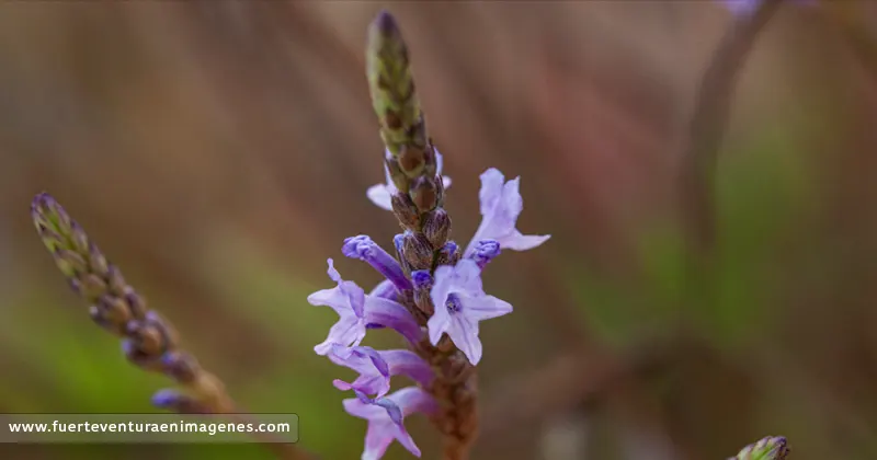 La Lavandula canariensis en Fuerteventura - GUÍA DE FUERTEVENTURA