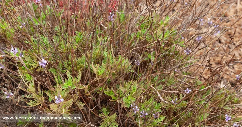 La Lavandula canariensis en Fuerteventura