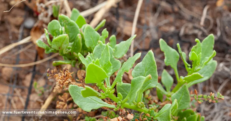 Patellifolia patellaris  / Tebete Común: Flora de Fuerteventura - GUÍA DE FUERTEVENTURA