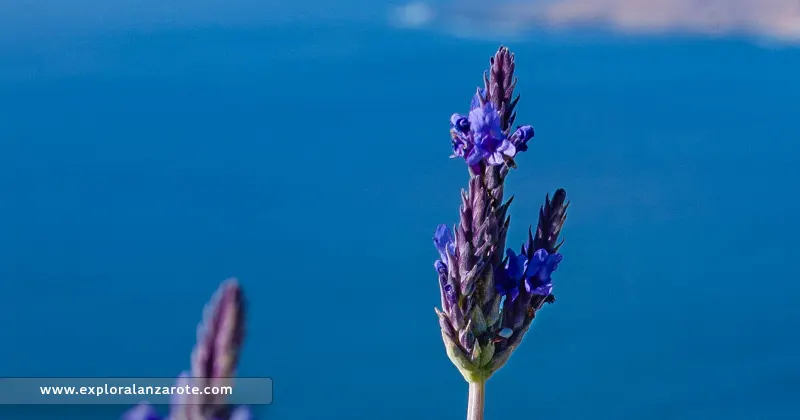 La Lavandula pinnata en Fuerteventura - GUÍA DE FUERTEVENTURA
