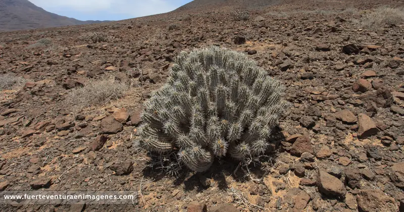 xerófila - GUÍA DE FUERTEVENTURA