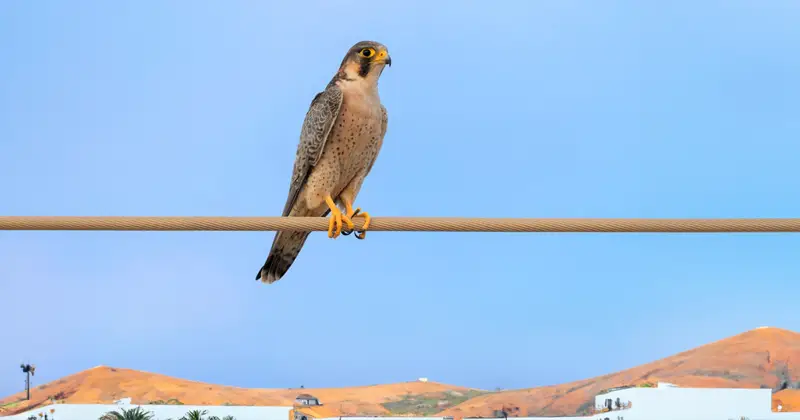El halcón de tagarote o de Berbería en Fuerteventura