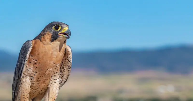 El halcón de tagarote o de Berbería en Fuerteventura
