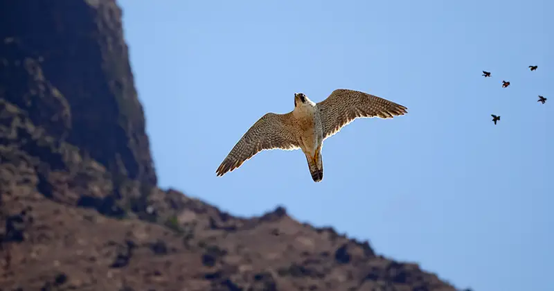 El halcón de tagarote o de Berbería en Fuerteventura