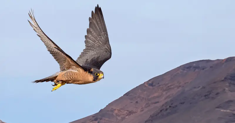El halcón de tagarote o de Berbería en Fuerteventura - GUÍA DE FUERTEVENTURA