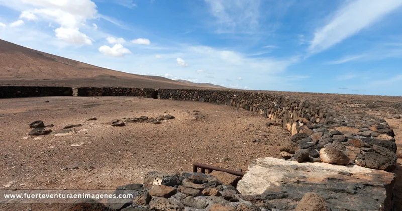 gambuesa - GUÍA DE FUERTEVENTURA