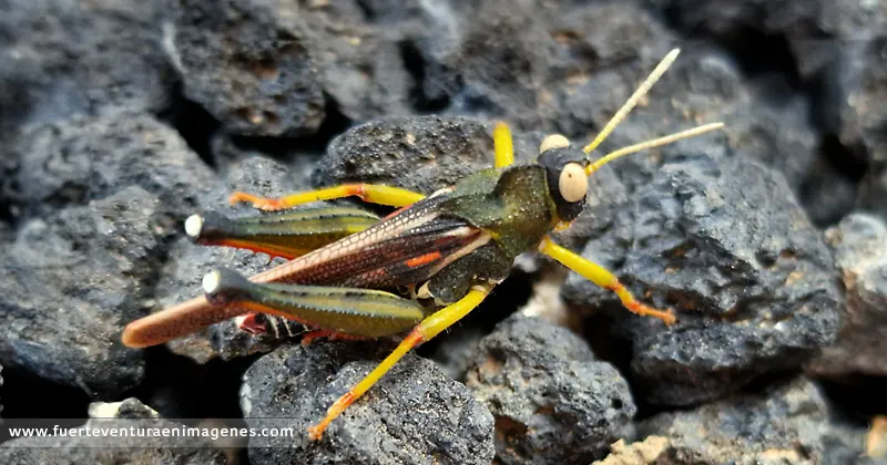 El saltamontes María-Dominga en Fuerteventura - GUÍA DE FUERTEVENTURA