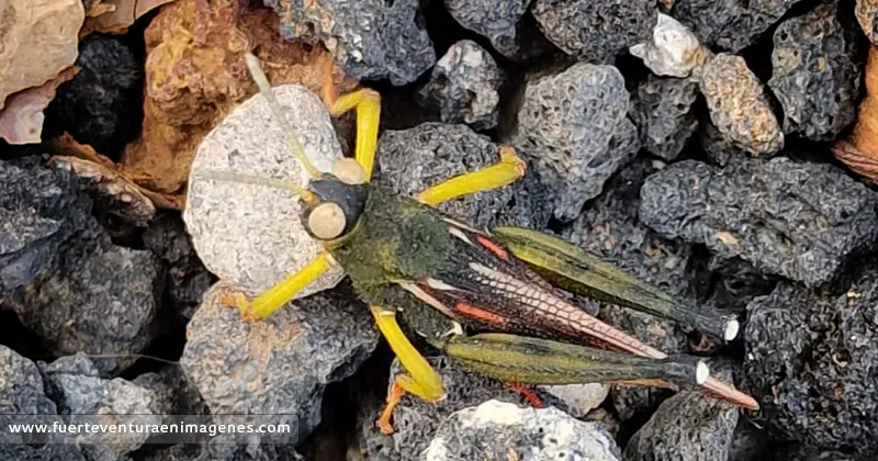 El saltamontes María-Dominga en Fuerteventura