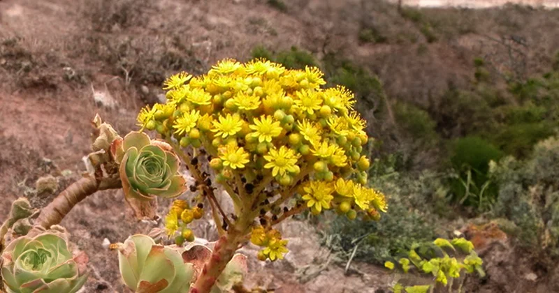 Flora endémica: El Bejeque farrobo