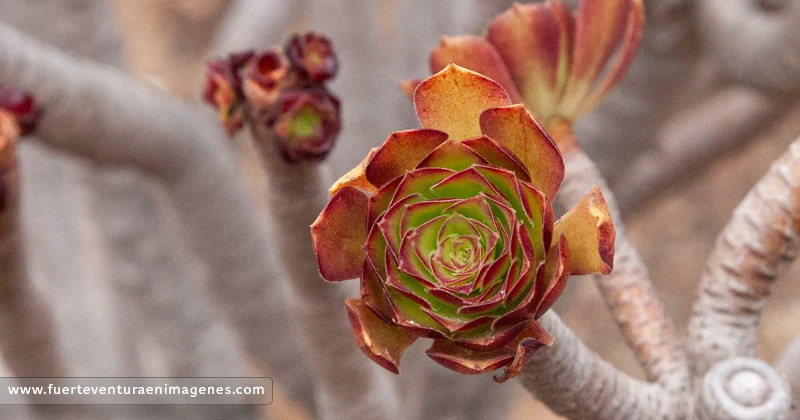Flora endémica: El Bejeque farrobo - GUÍA DE FUERTEVENTURA