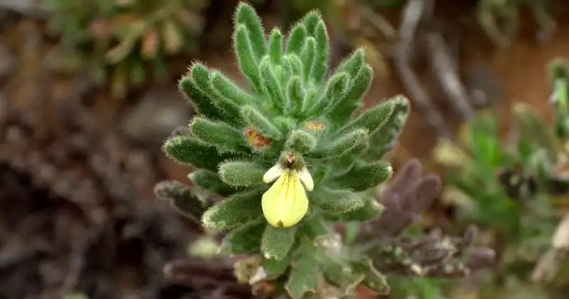 La Hierba Clín - GUÍA DE FUERTEVENTURA