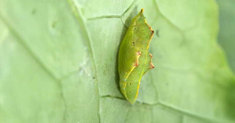 La Mariposa de la Col