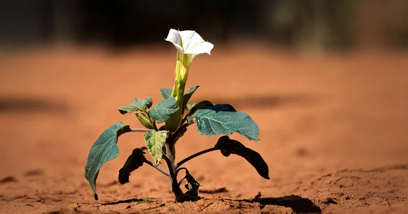 La planta de las «Buenas Noches»  - GUÍA DE FUERTEVENTURA