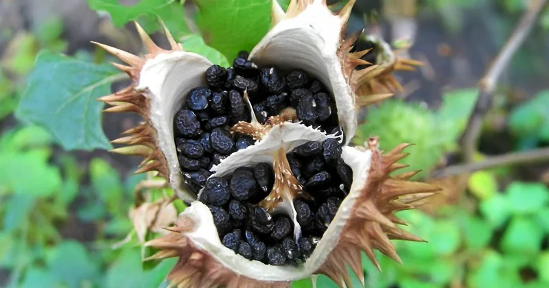La planta de las «Buenas Noches» 