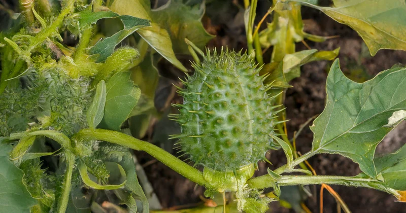 La planta de las «Buenas Noches» 