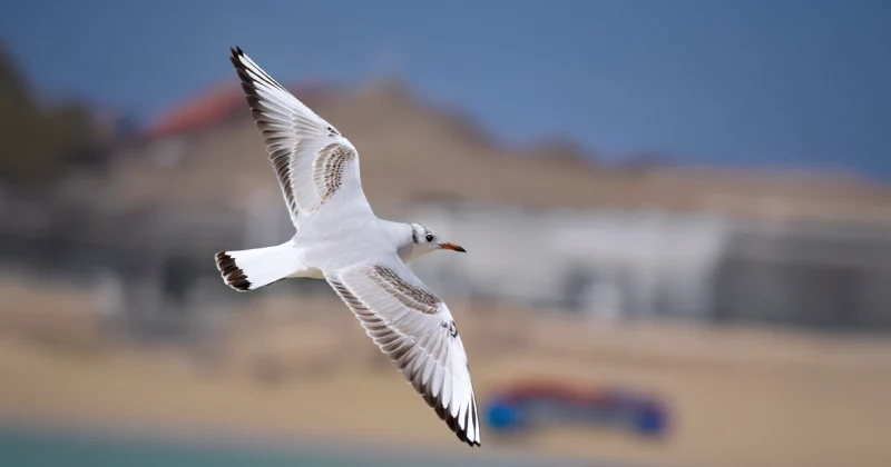 Observación de aves en Fuerteventura: La Gaviota Reidora