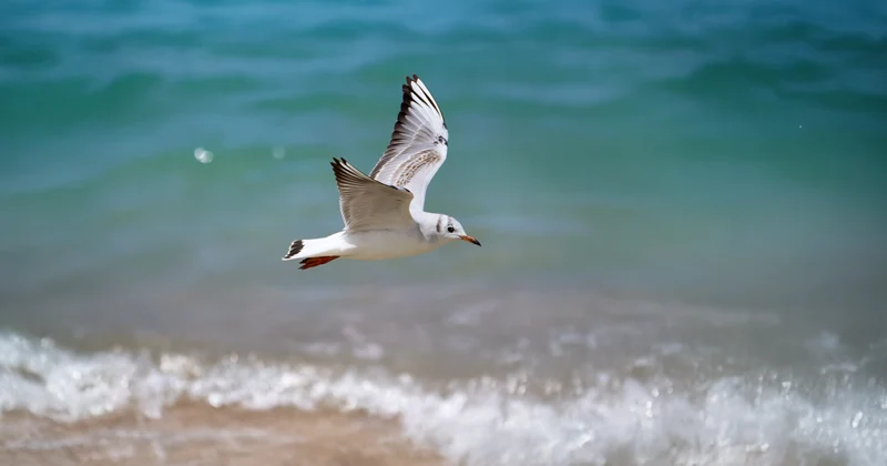Observación de aves en Fuerteventura: La Gaviota Reidora - GUÍA DE FUERTEVENTURA