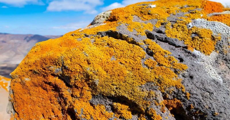La Roseta Naranja de los Malpaíses: las Xanthorias - GUÍA DE FUERTEVENTURA