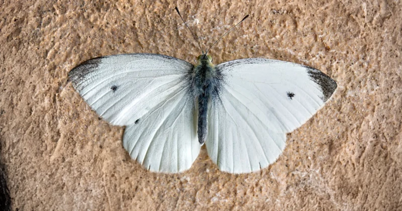 La Mariposa de la Col - GUÍA DE FUERTEVENTURA