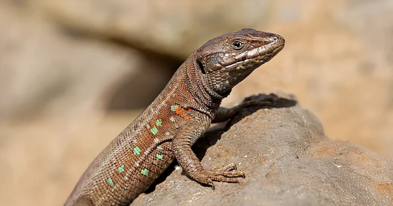 El lagarto atlántico: El pequeño embajador de las rocas y muros de Fuerteventura - GUÍA DE FUERTEVENTURA