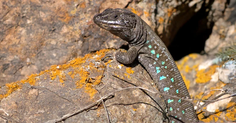 El lagarto atlántico: El pequeño embajador de las rocas y muros de Fuerteventura