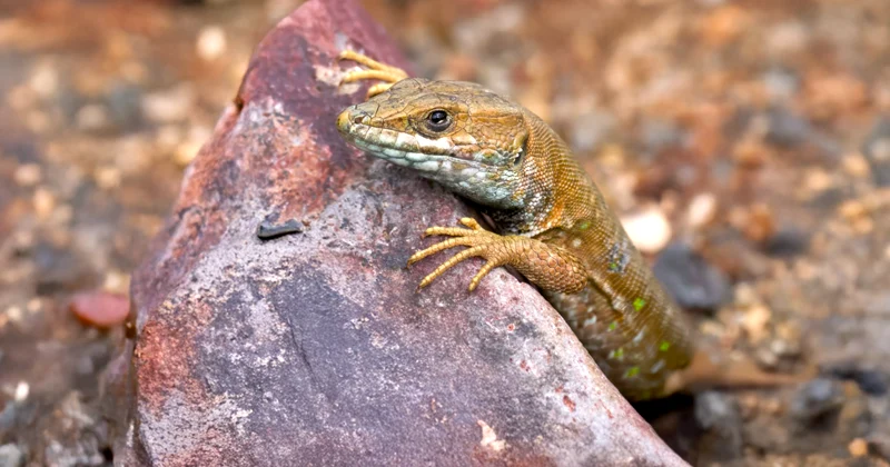 El lagarto atlántico: El pequeño embajador de las rocas y muros de Fuerteventura