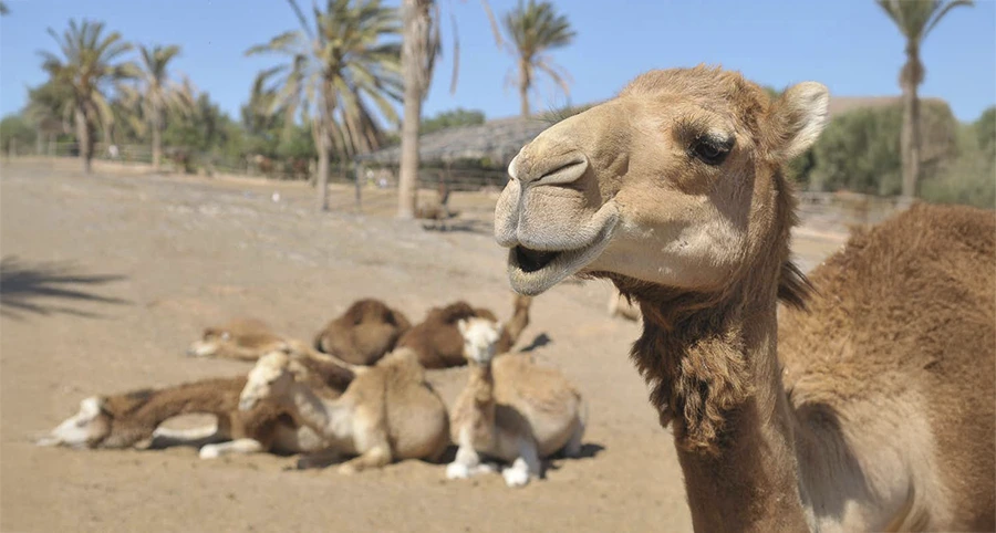 Oasis Wildlife Fuerteventura
