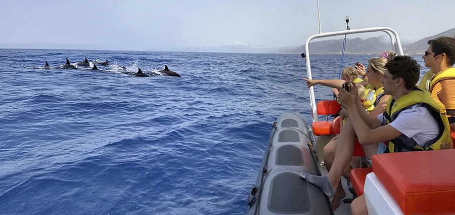Avistamiento de cetáceos en lancha rápida + Snorkel