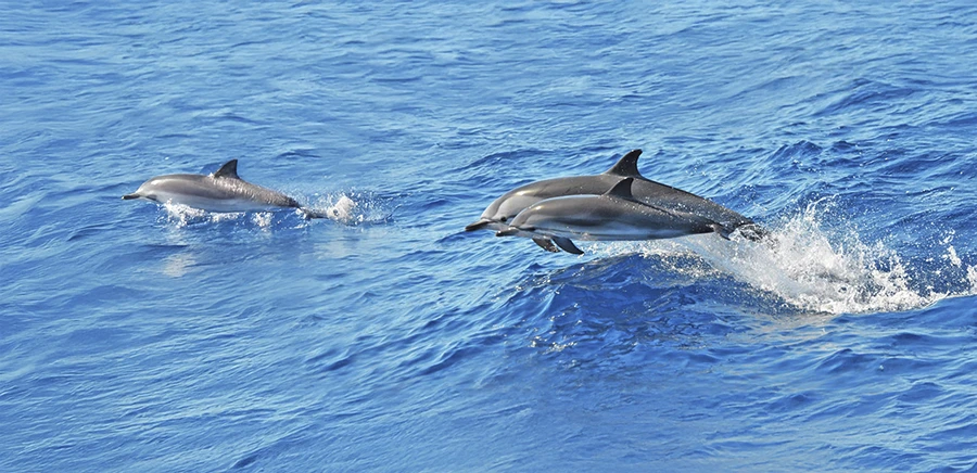 Avistamiento de cetaceos en La Restinga: Encuentros en el Azul