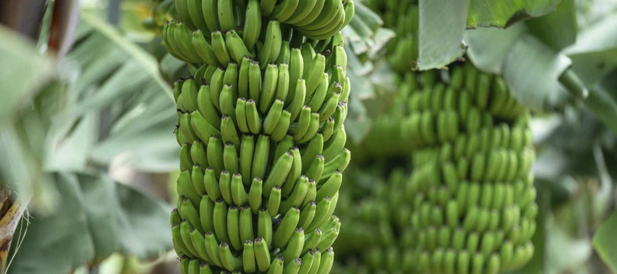 Museo y Plantación del Plátano de Gran Canaria: Conoce el fruto canario en 45 minutos