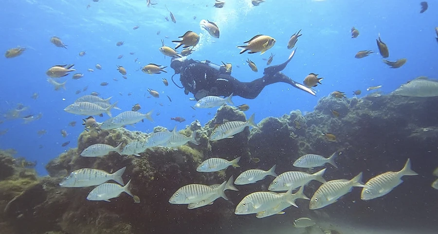Bautismo de Buceo en Los Cristianos: Tu Primera Vez Bajo el Mar