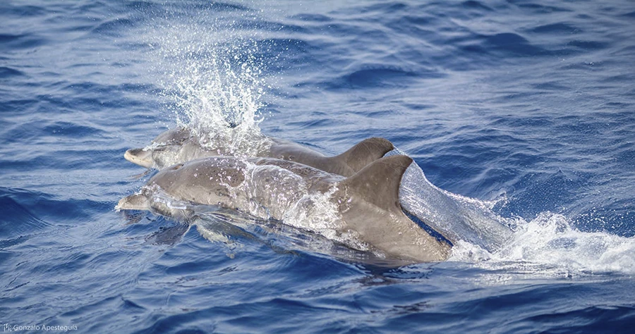 delfines 1