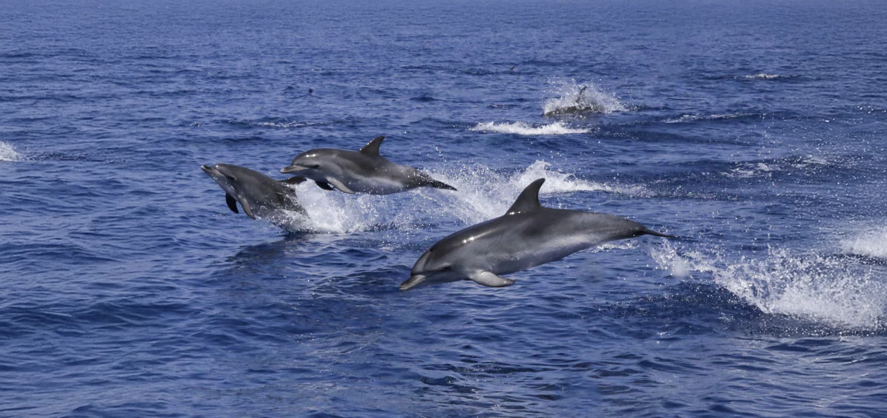 Crucero de avistamiento de delfines en Lanzarote