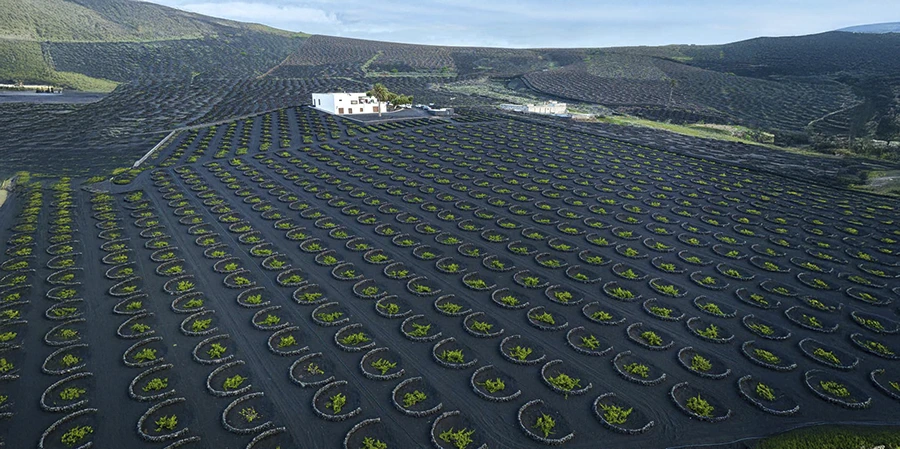 Viticultura heroica - GUÍA DE FUERTEVENTURA