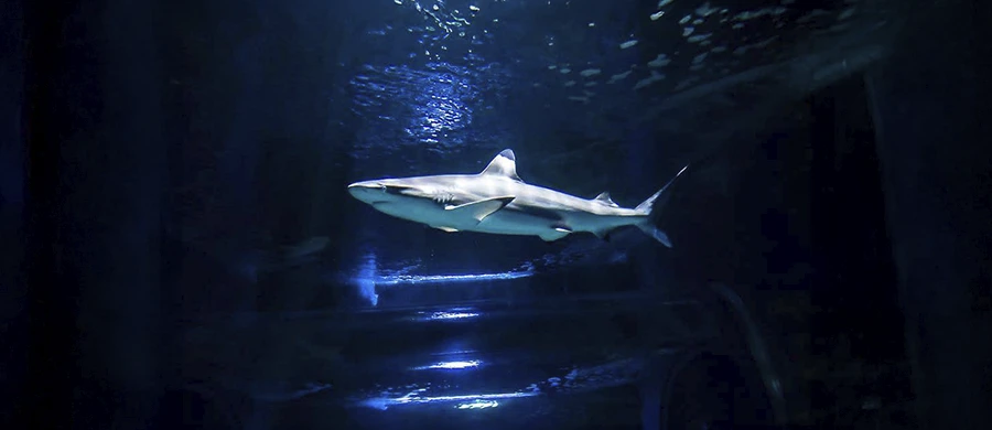 Buceo con tiburones en el Aquarium de Costa Teguise