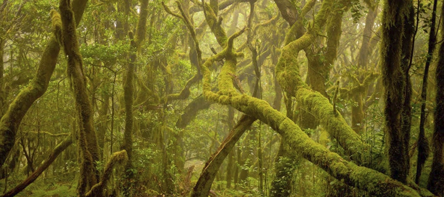 Excursión a La Gomera desde el norte de Tenerife
