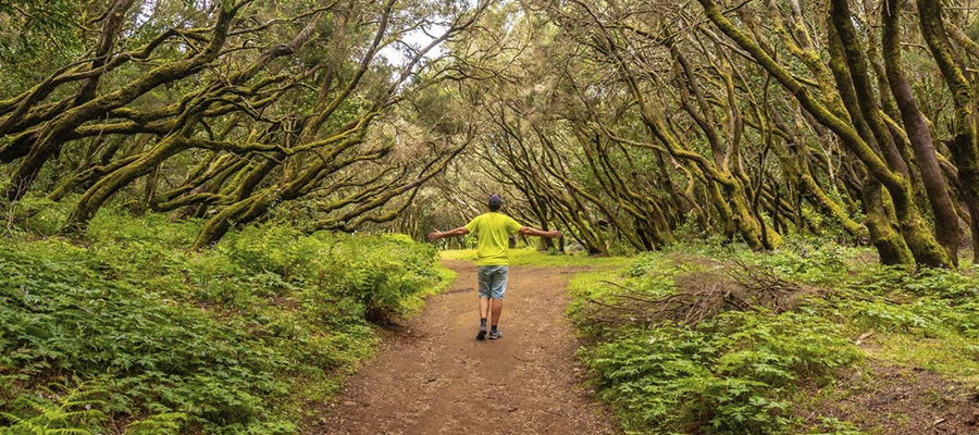 Senderismo por el Parque Nacional de Garajonay