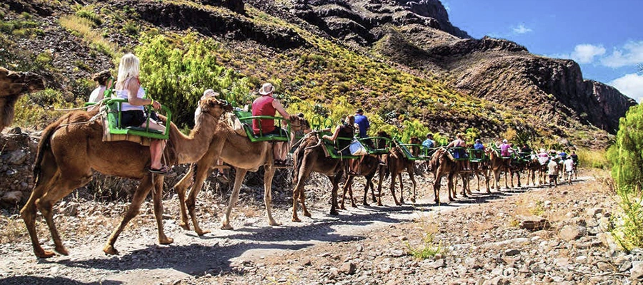 Paseo en camello por el Valle de las Mil Palmeras