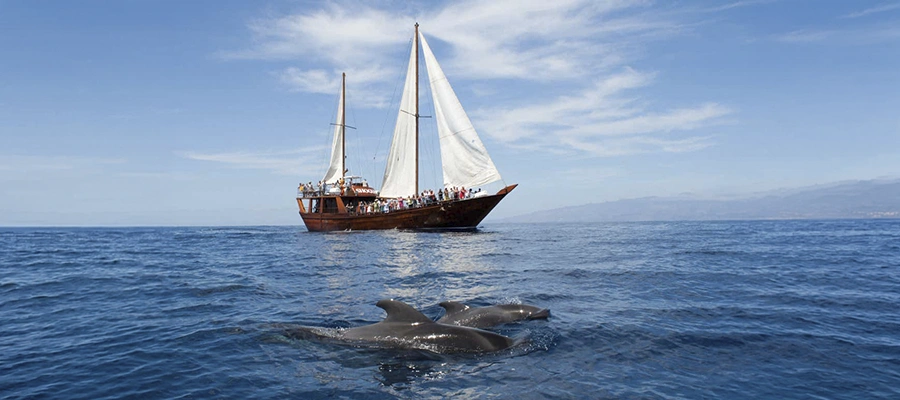 Avistamiento de Cetáceos en Goleta por el Sur de Tenerife