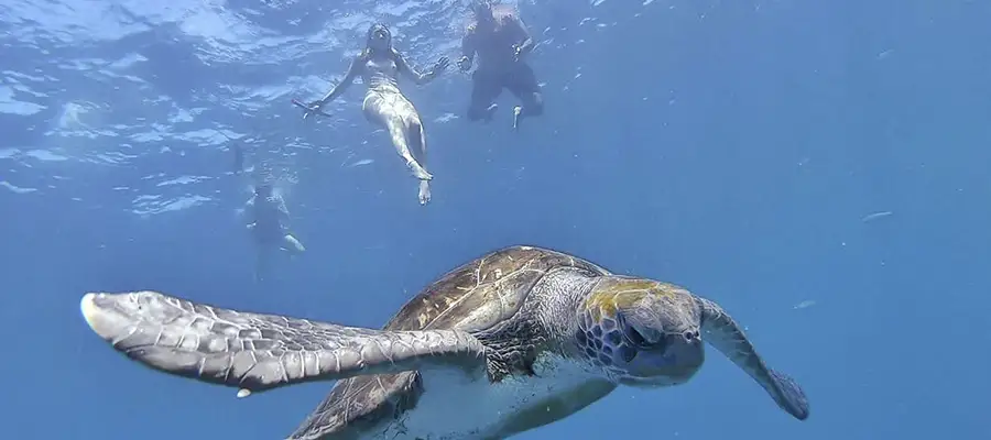 Kayak y Snorkel con Tortugas en Los Cristianos