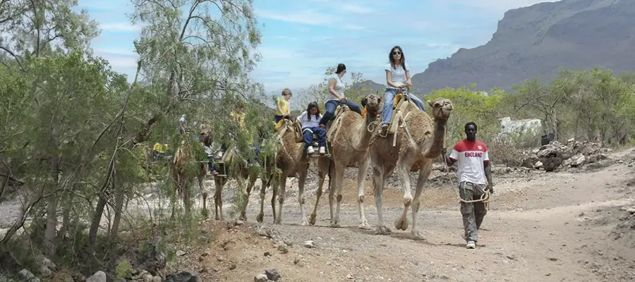 Paseo en camello por Los Cristianos con visita a una granja