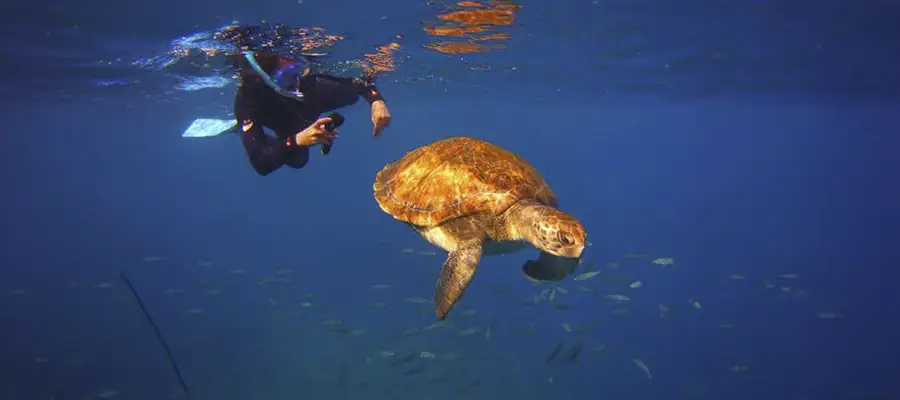 Snorkel con Tortugas en Tenerife: Una Aventura Familiar