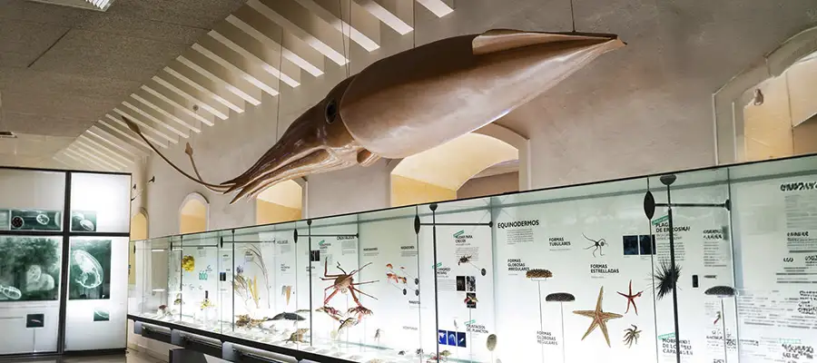 Museo de la Naturaleza y la Arqueología (MUNA)