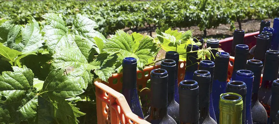 Tour del Vino y Sabores del Sur de Tenerife: Enoturismo y Tradición