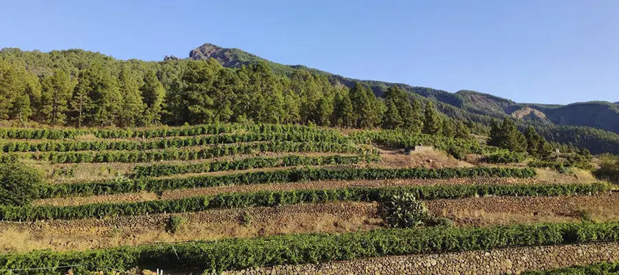 Visita a Bodegas Ferrera: Cata y Maridaje a 1000 metros