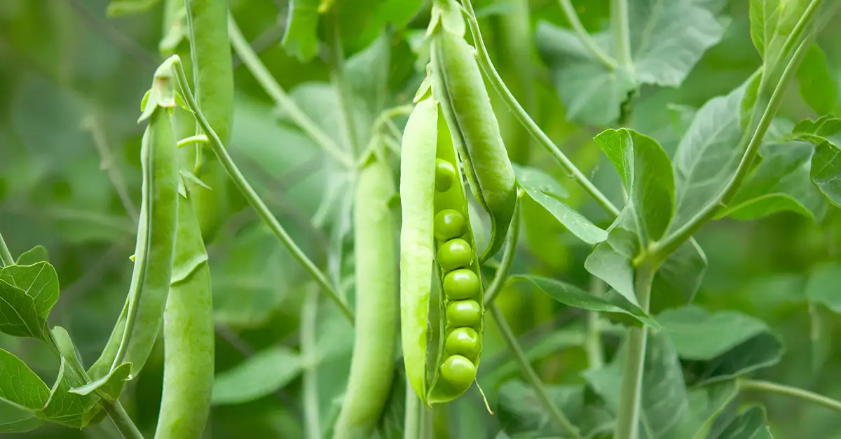 Cultivo de guisantes o arvejas en Canarias