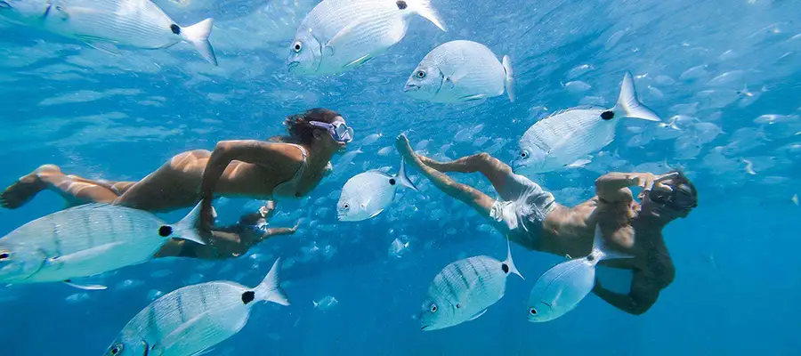Fuerteventura: Isla de Lobos en ferri y experiencia de esnórquel