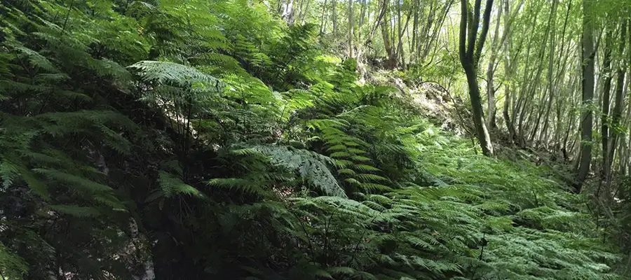 Sendero a través de la laurisilva en el Cubo de la Galga