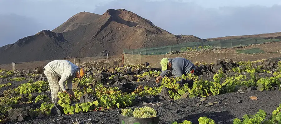 Visita a las bodegas Teneguía: Tradición vitivinícola en Fuencaliente